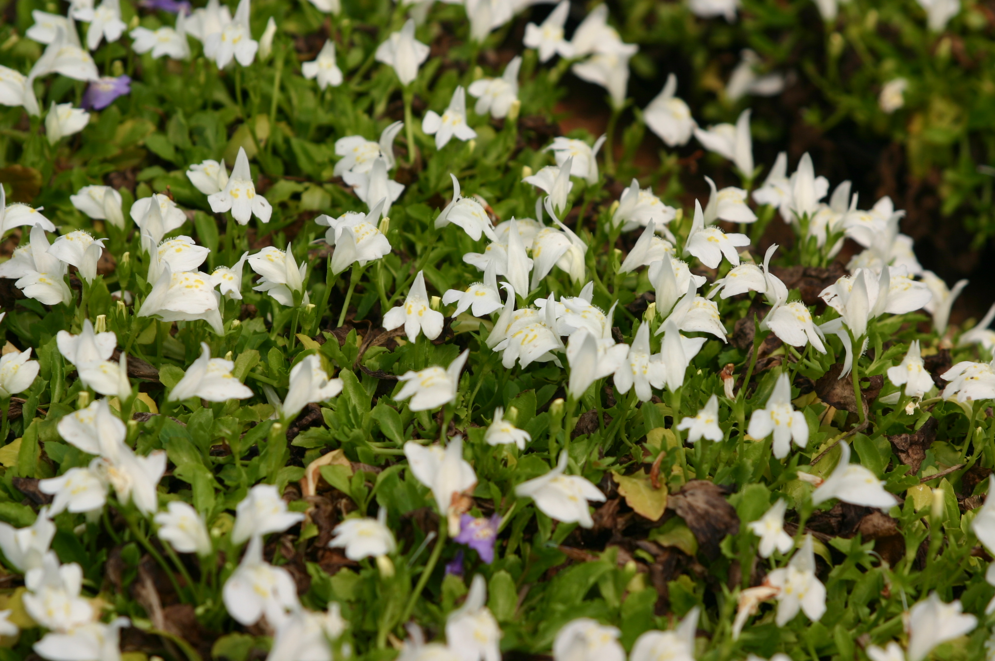 Mazus reptans 'White'